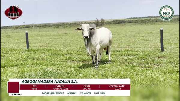 Lote TORO NELORE