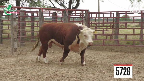 Lote Hereford