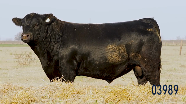 Lote Toro