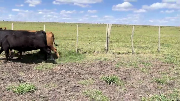 Lote VACAS PREÑADAS