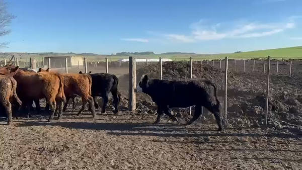 Lote 63 Terneras
