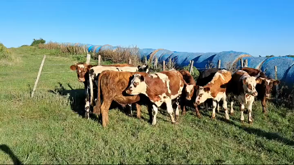 Lote NOVILLOS FORMADOS