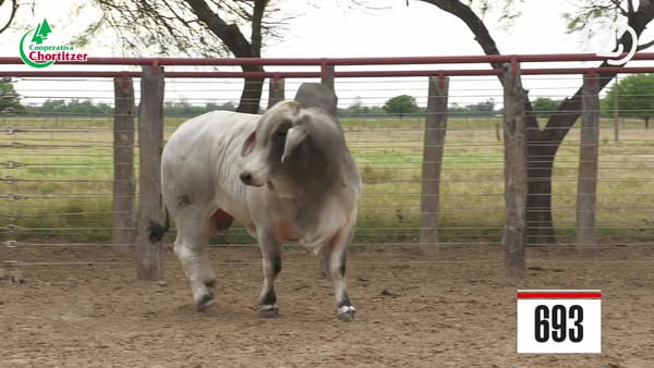Lote Brahman