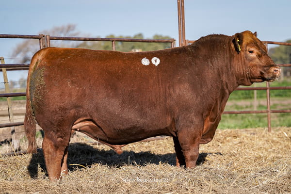 Lote TOROS ANGUS  PP