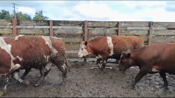 Lote 40 Novillo Gordo en Los Ángeles, VIII Región Biobío