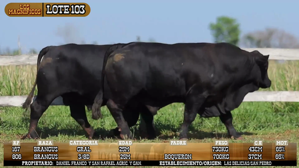 Lote LOTE 103