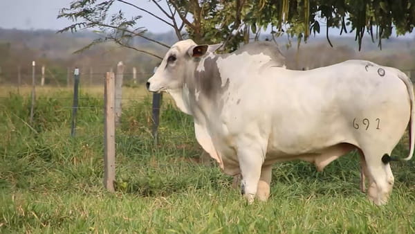 Lote LOTE 28