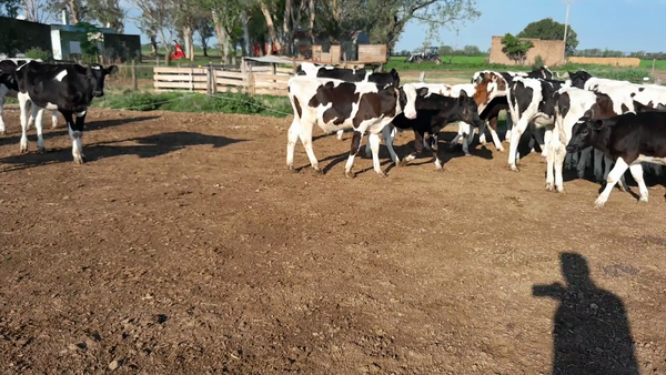 Lote 28 Terneros Holando Argentino en Morteros, Córdoba