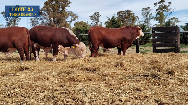 Lote TOROS BRAFORD