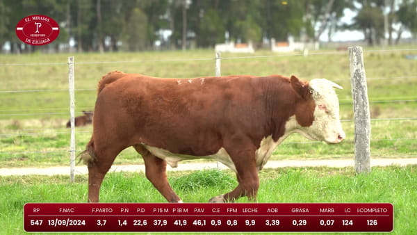 Lote Hereford