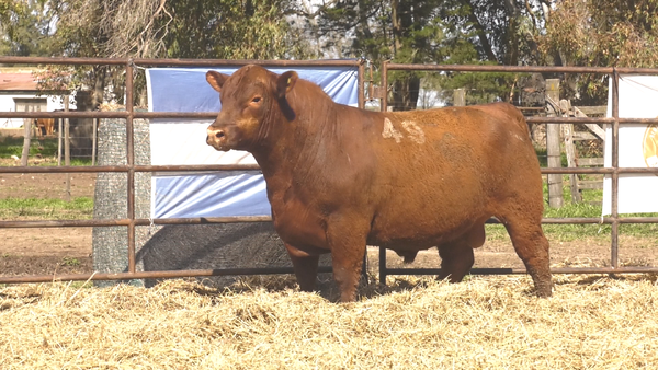 Lote TOROS ANGUS COLORADOS PC