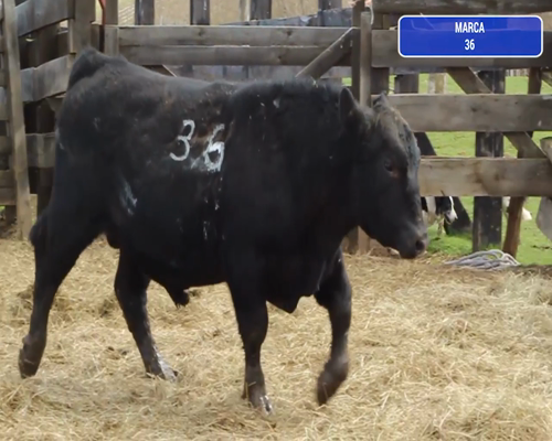 Lote 1 Toro en Coyhaique, XI Región Aysén