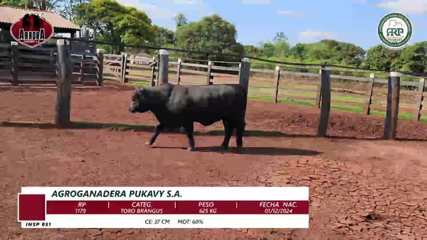 Lote TORO BRANGUS