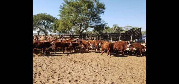 Lote 140 Terneros en San Roque, Corrientes
