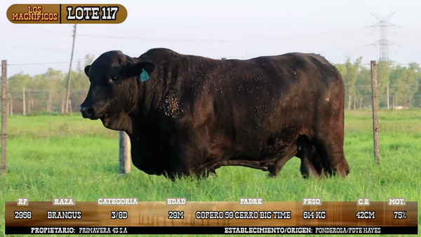 Lote LOTE 117