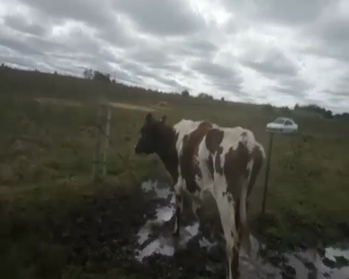 Lote Vacas de Invernada NORMAN DO 600kg - , San José