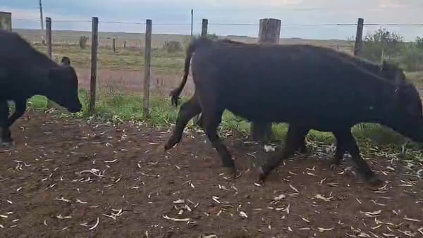 Lote TERNERAS