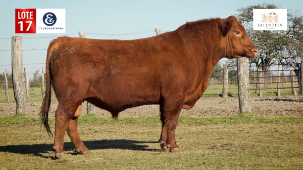 Lote LOTE 17 - TOROS ANGUS COLORADO PC NO. 3