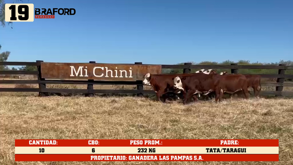 Lote LOTE 19