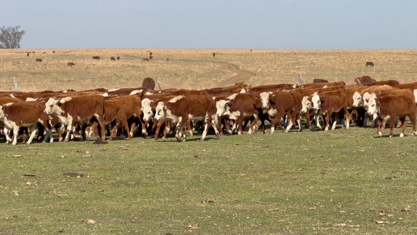 Lote 114 Terneros/as en Corrientes, Mercedes