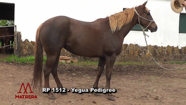 Lote Matre Benito Alfajia Rp 1512