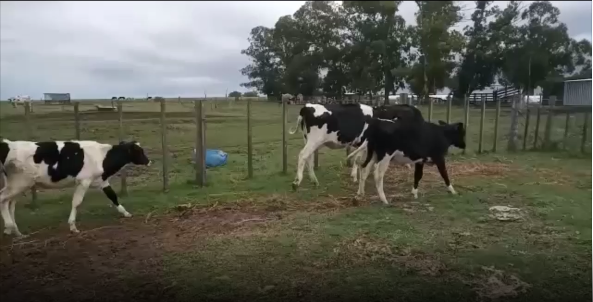 Lote 4 Terneras en San José