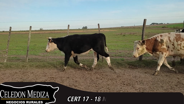 Lote 18 Novillos en Colonia