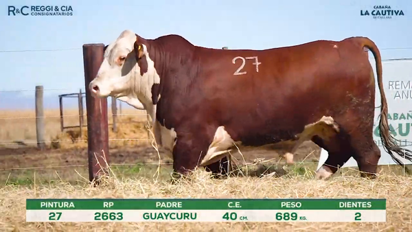 Lote Toros Braford controlados