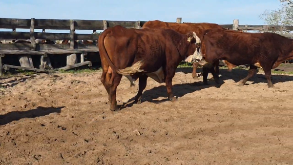 Lote 9 Toros de invernar