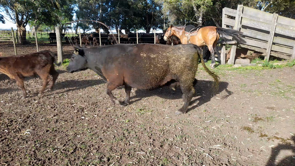 Lote 14 Vacas CUT C/Cria en Benito Juárez