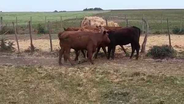 Lote (Vendido)7 Vaquillonas 1 a 2 años ANGUS 280kg -  en AGRACIADA