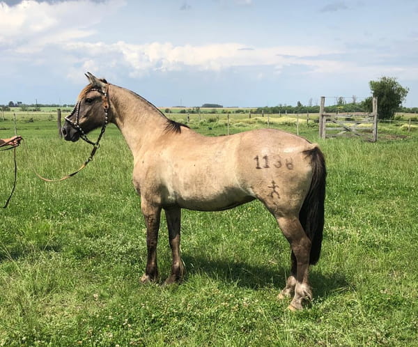 Lote PACÍFICA REPATRIADA