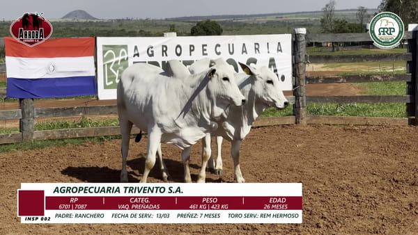 Lote VAQ. PREÑADAS