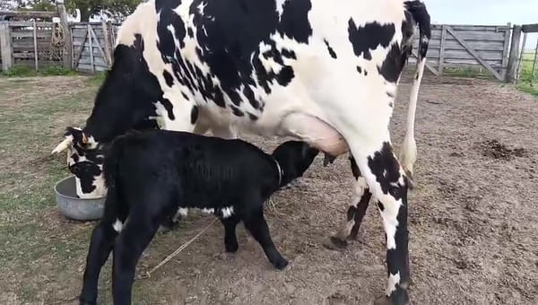 Lote 2 Piezas de cría 480kg - , San José