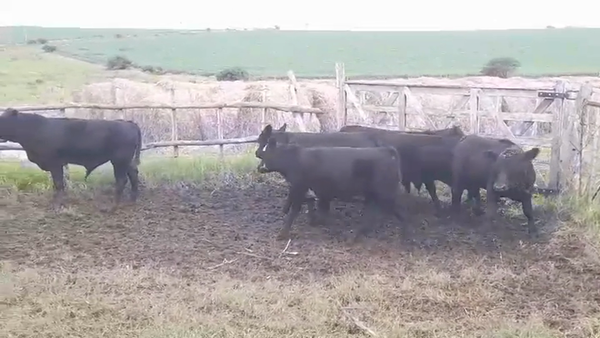 Lote 6 Terneros ANGUS 220kg -  en EL CHILENO