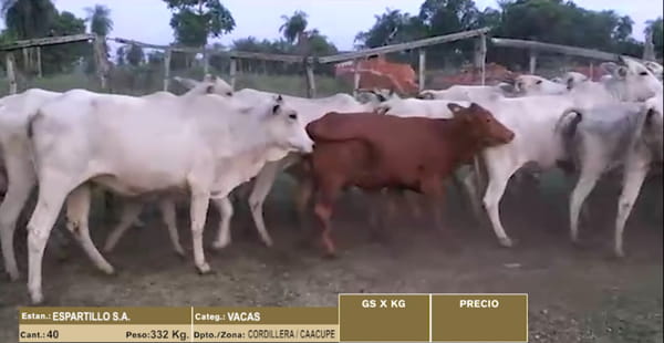 Lote 40 VACAS
