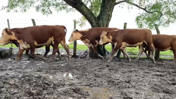 Lote 75 Novillitos y vaquillonas