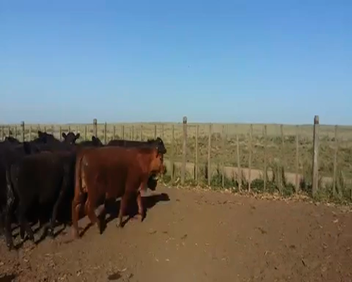 Lote 50 Terneros en Coronel Pringles, Buenos Aires