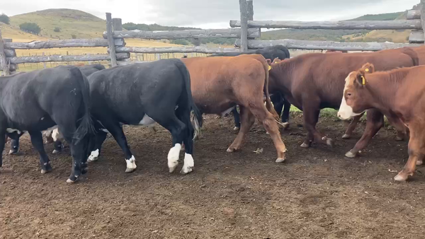 Lote 28 Novillo Engorda en Coyhaique, XI Región Aysén