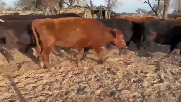 Lote 33 VACAS PREÑADAS