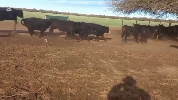 Lote 100 Terneros en Villa Huidobroro