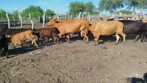 Lote 76 Vacas CUT con cría