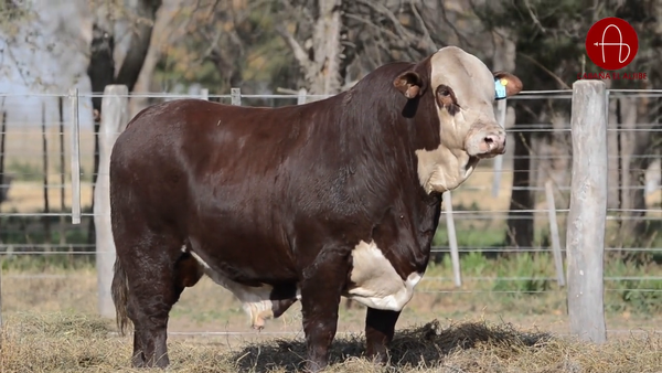 Lote BRAFORD EL ALJIBE