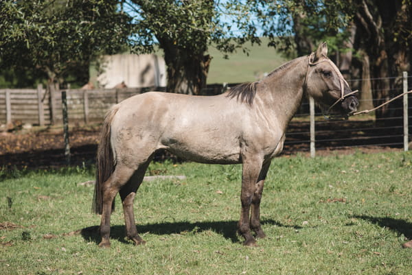 Lote ALEGRÍA MOJÓN