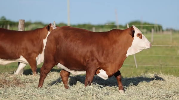 Lote Vaquillonas Braford -  Preñadas - Cabaña El Cambio