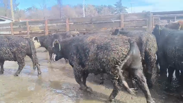 Lote 20 Novillo Gordo en Los Ángeles, VIII Región Biobío
