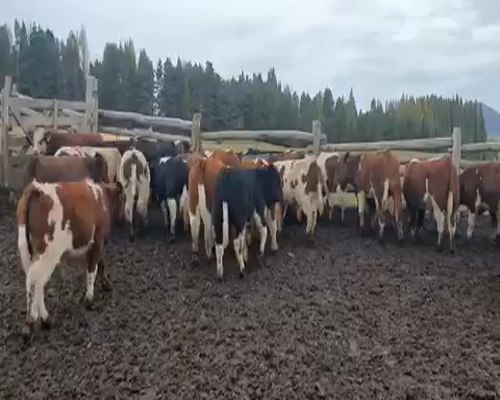 Lote 30 Ternero en XI Región Aysén, Coyhaique