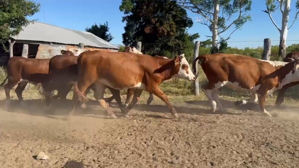 Lote 50 Vaquillonas P/ entorar
