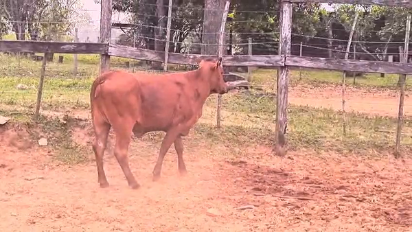 Lote Vaquillas Brangus 281kg -  en Cnel. Oviedo
