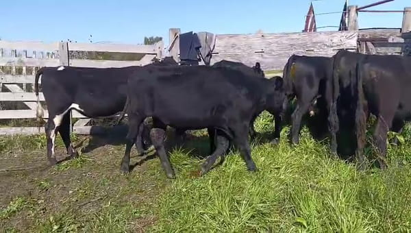 Lote 6 Novillos 300kg - , San José